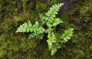 Black Spleenwort