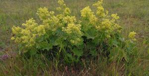 Garden Lady's-mantle