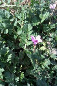 Sticky Storksbill