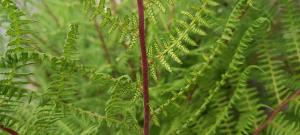 Lady Fern