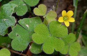 Least Yellow Sorrel