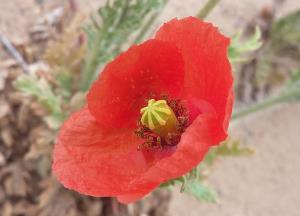 Long-headed Poppy