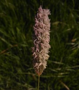 Marsh Foxtail