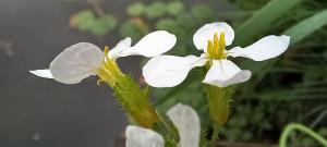 Wild Radish