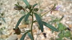 Small Toadflax