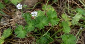 Small-flowered Cranesbill