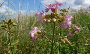 Common Soapwort