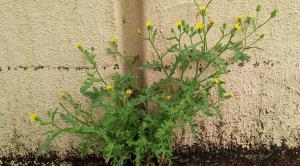 Sticky Groundsel