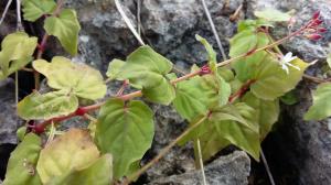 Intermediate Enchanter's Nightshade