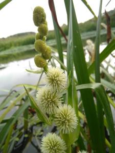 Unbranched Bur-reed