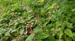 Enchanter's Nightshade