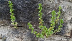 Wall Speedwell