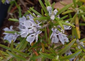 Rosemary