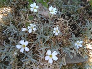 How to grow and care for snow in summer plant