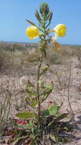 Large-flowered Evening Primrose