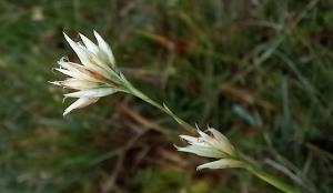 White Beak-sedge