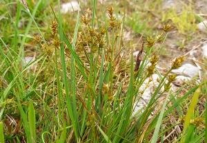 Star Sedge