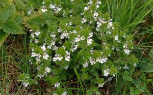 Eyebright