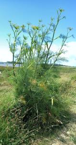 Wild Fennel