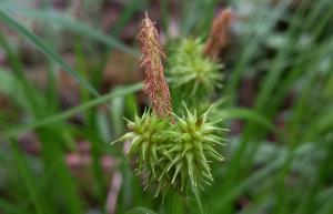 Large Yellow Sedge