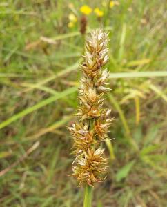 False Fox Sedge