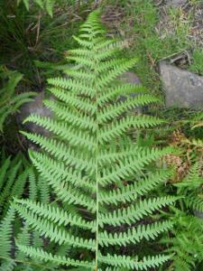 Male Fern