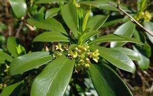 Spurge-laurel