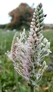 Hoary Plantain