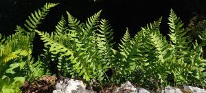 Polypody Fern