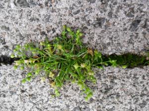 Annual Pearlwort