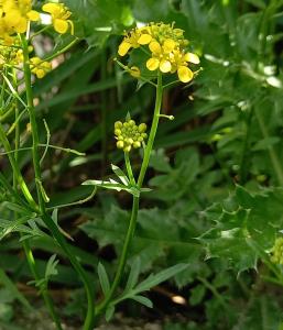 Creeping Yellowcress