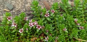 Sea Milkwort