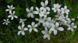 Meadow Saxifrage