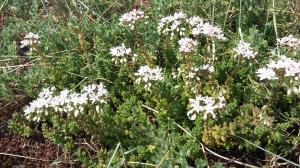 White Stonecrop