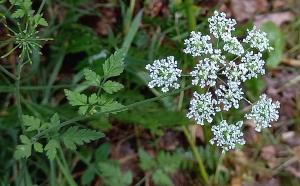 Rough Chervil