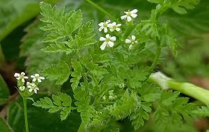 Bur Chervil