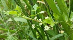 Fool's Watercress