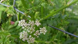 Lesser Water Parsnip