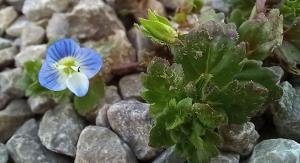 Green Field Speedwell