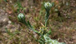 Common Cudweed