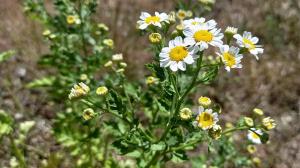 Feverfew