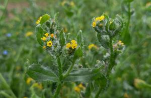 Common Fiddleneck