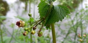 Common Figwort