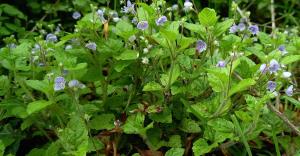 Wood Speedwell