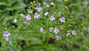 Blue Water Speedwell