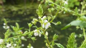 Pink Water Speedwell