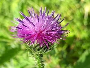 Welted Thistle