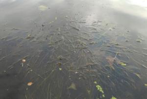 Fennel Pondweed