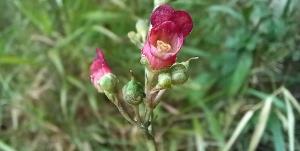 Water Figwort