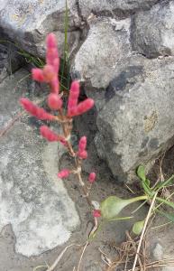 Purple Glasswort